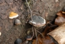 Natur
